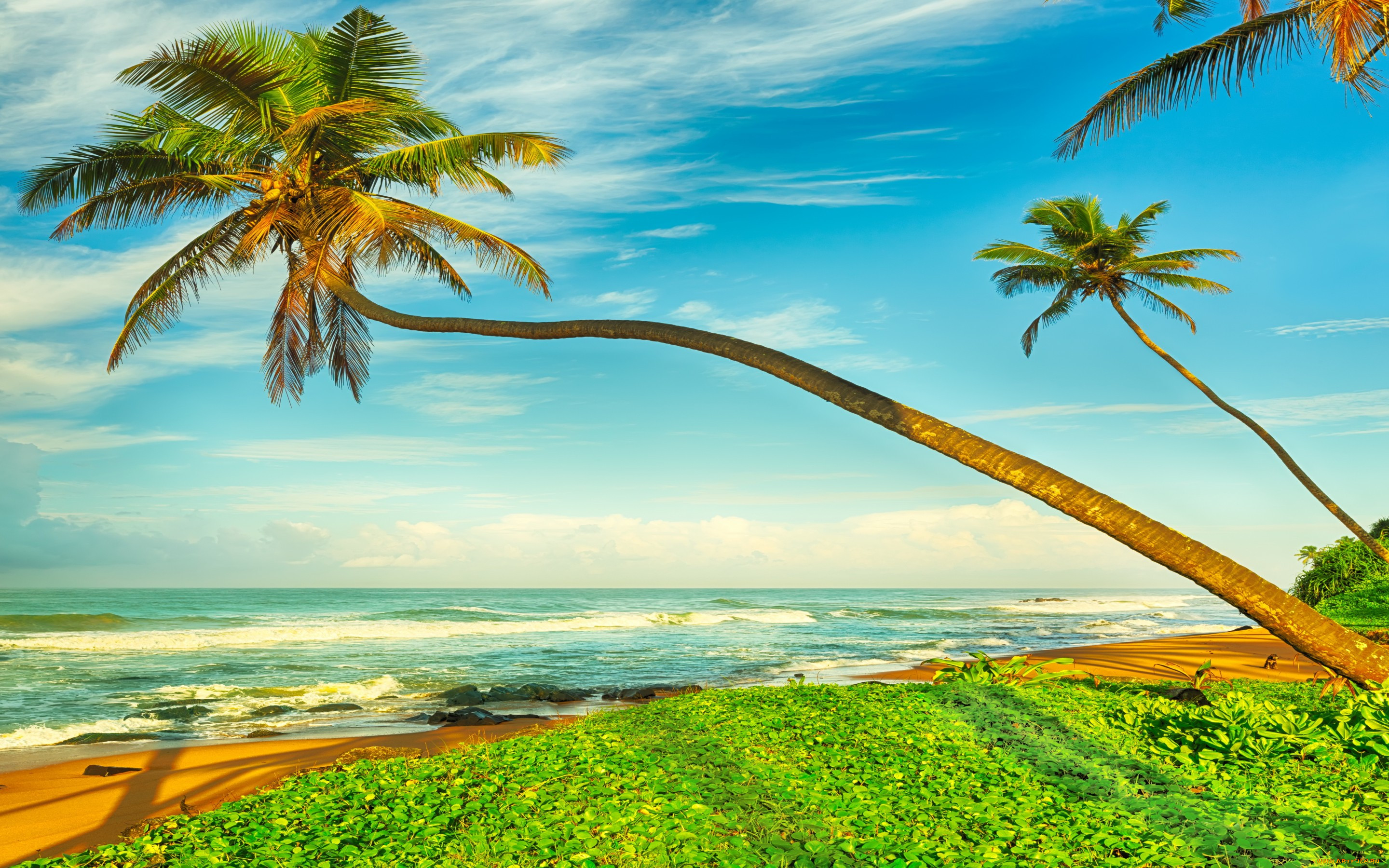 , , palms, sand, tropical, paradise, shore, sea, beach, summer, , , , , 